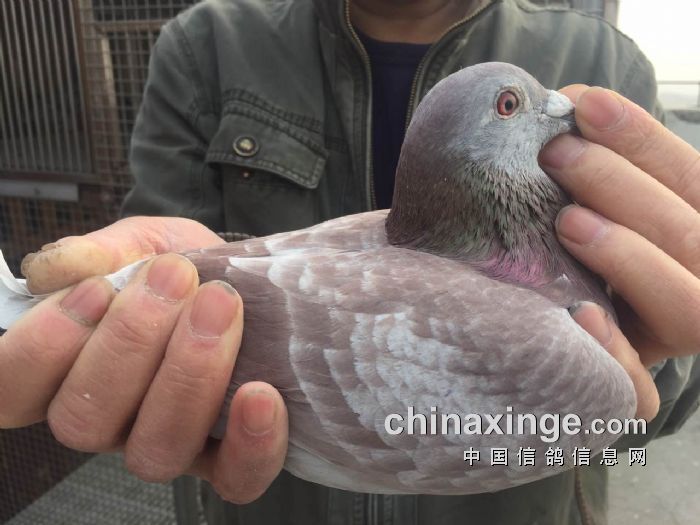 斐济男子橄榄球队实力斩获冠军